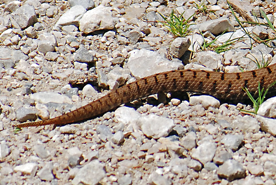 Vipera aspis francisciredi?